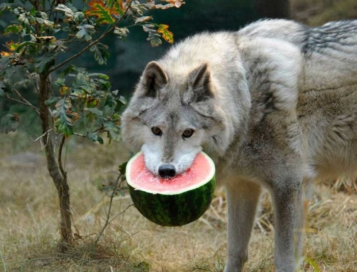 волчара