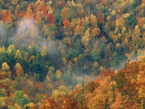 4desktop ru raznotsvetniy les 1600 1252